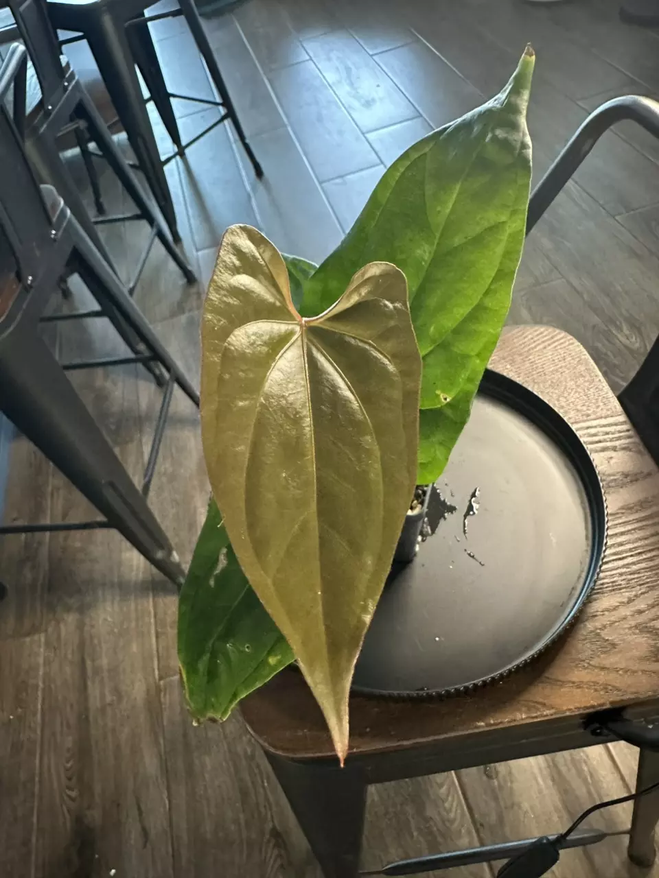 plant/Anthurium ‘Tim Anderson Mag Pap’ x Silver Peru #1-0