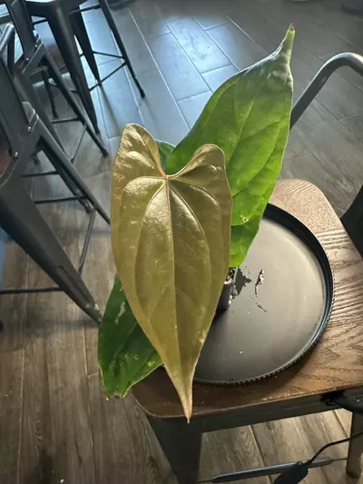 plant/Anthurium ‘Tim Anderson Mag Pap’ x Silver Peru #1-0-thumbnail