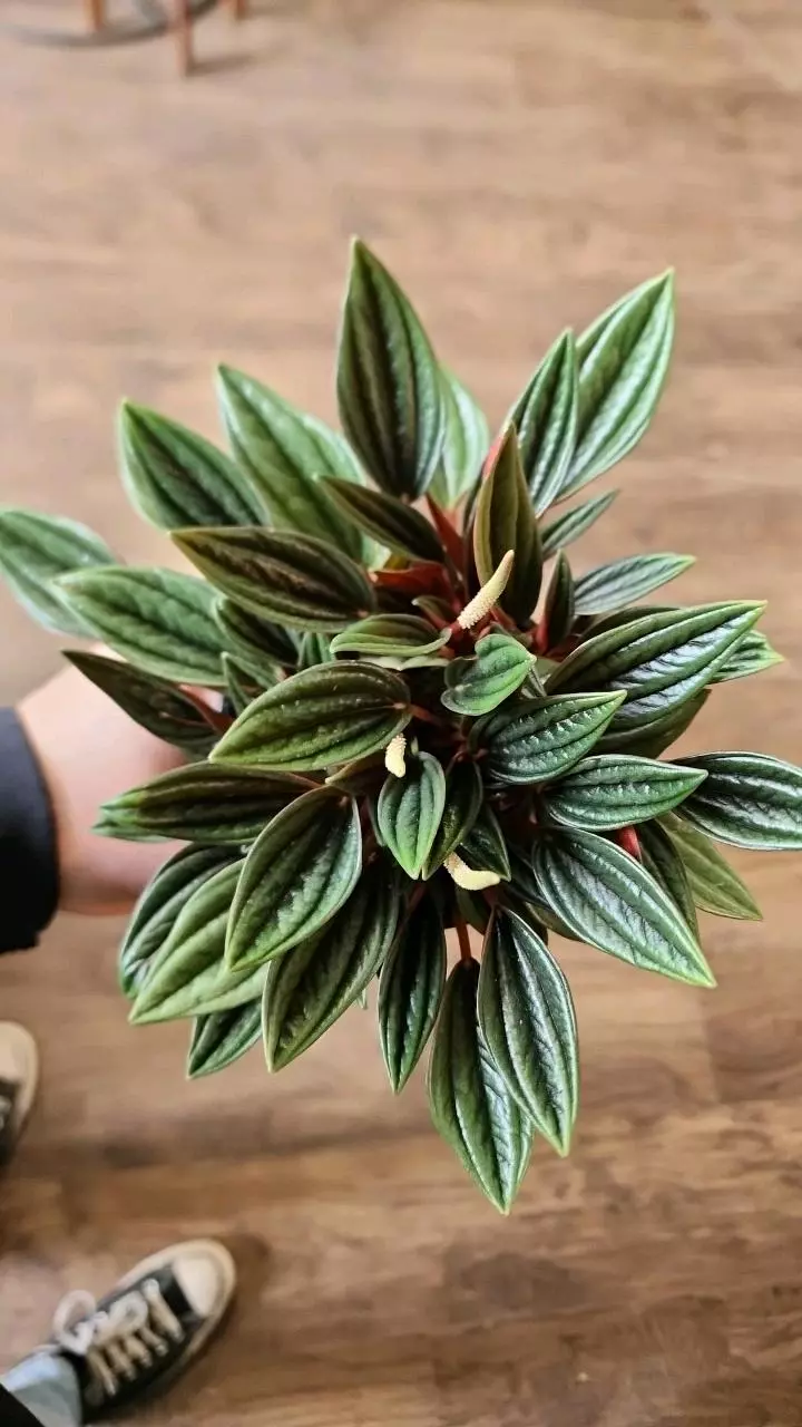 plant/Peperomia Caperata-1