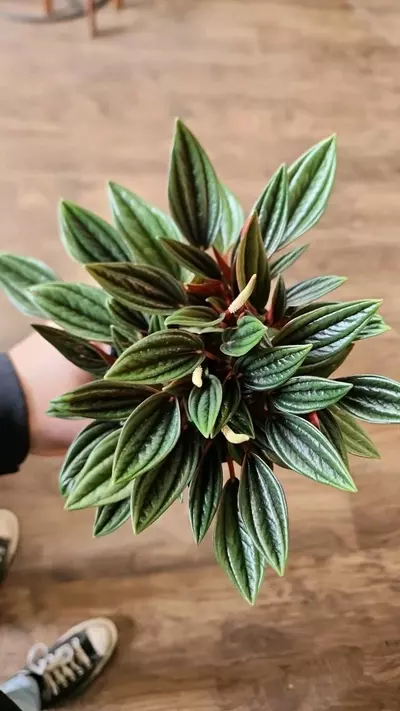 plant/Peperomia Caperata-1-thumbnail