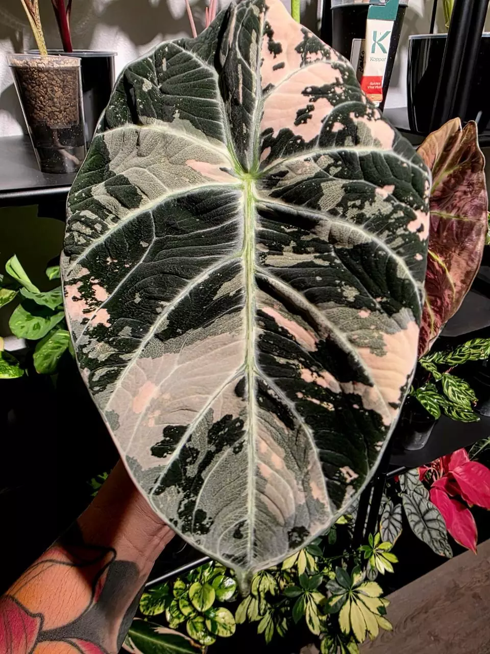 plant/Black Velvet Ninja Pink Albo CORM-0