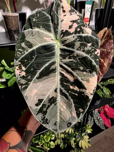 plant/Black Velvet Ninja Pink Albo CORM-0-thumbnail