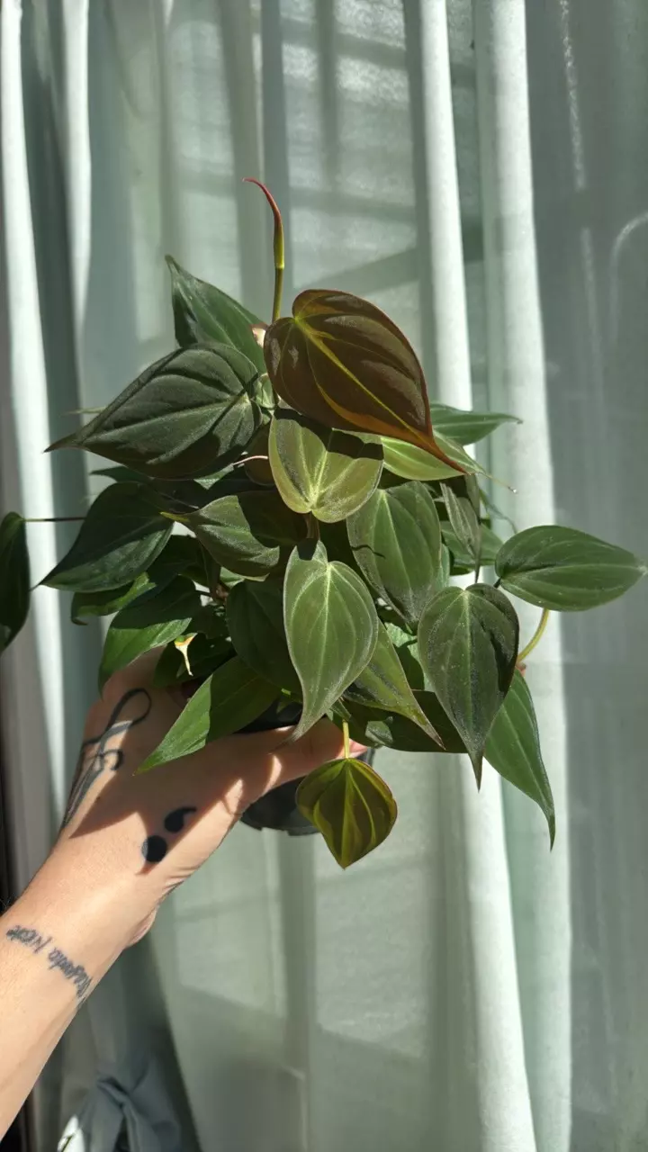 plant/Philo mican 4in GC-0