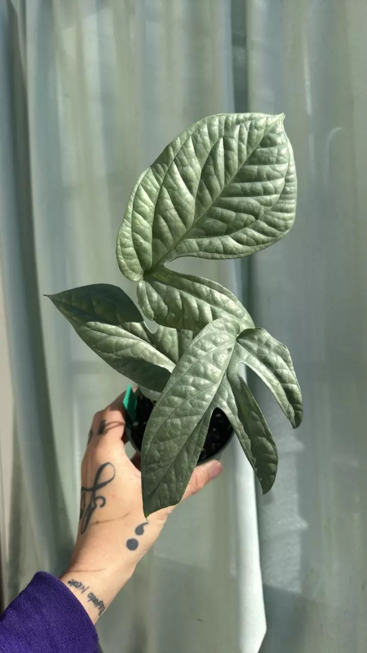 plant/Amydrium silver 4in GC-0