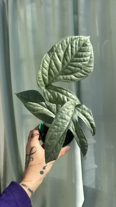 plant/Amydrium silver 4in GC-0-thumbnail