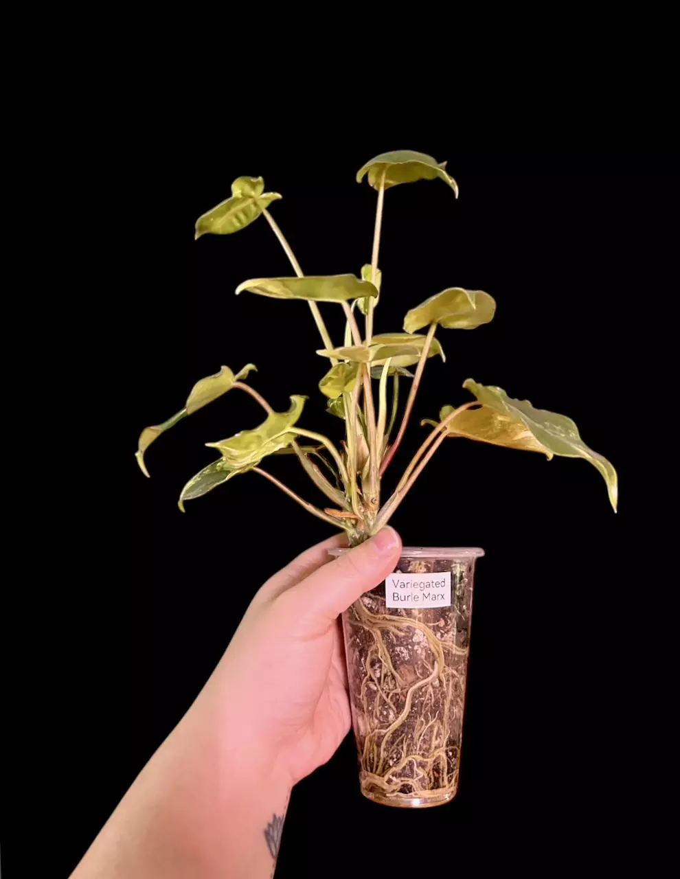 plant/Variegated Burle Marx-1