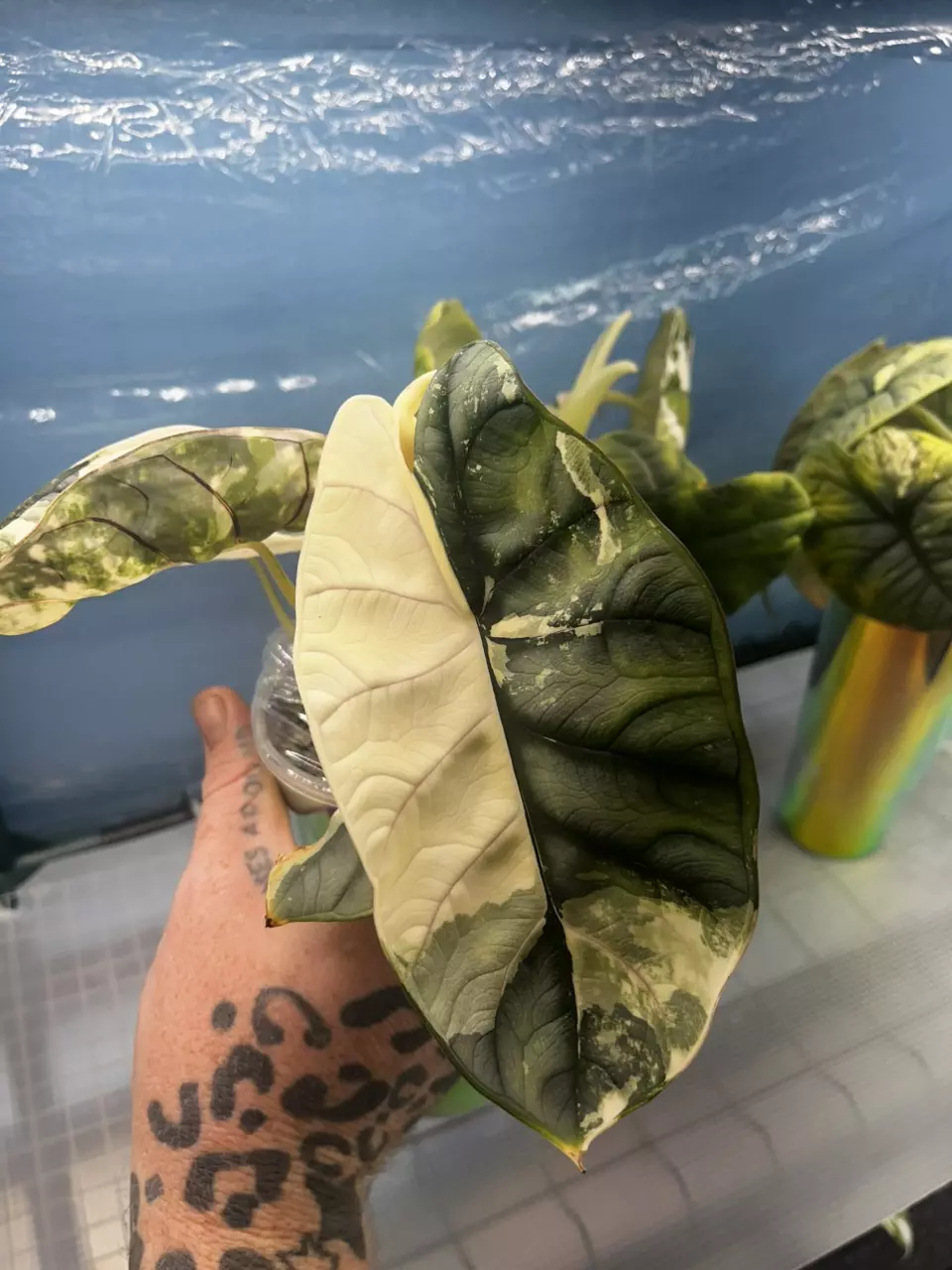 plant/Silver Dragon Albo Corm *GC*-1