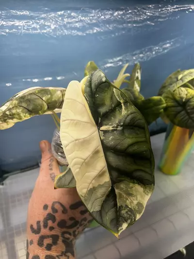 plant/Silver Dragon Albo Corm *GC*-1-thumbnail