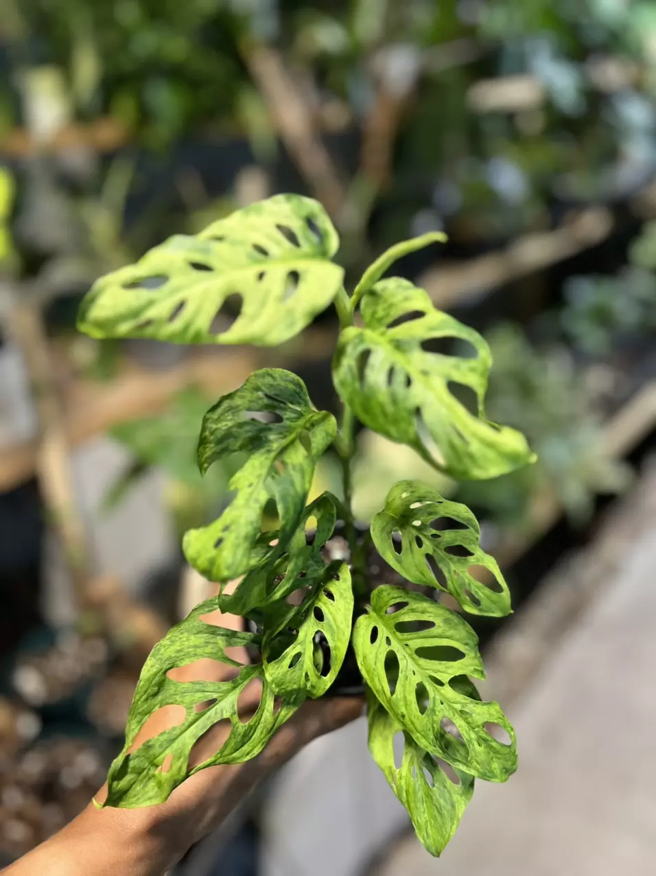 plant/monstera adansonii mottled mint plus aurea adansonii x 2-0