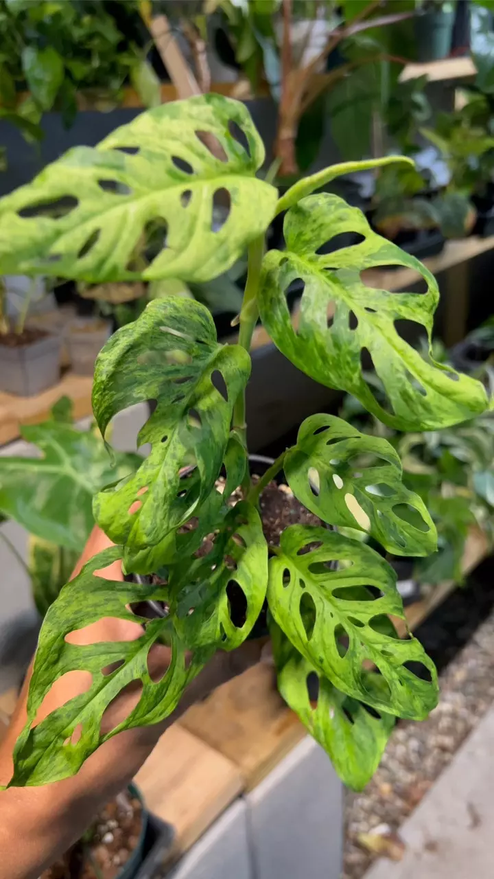 plant/monstera adansonii mottled mint plus aurea adansonii x 2-1