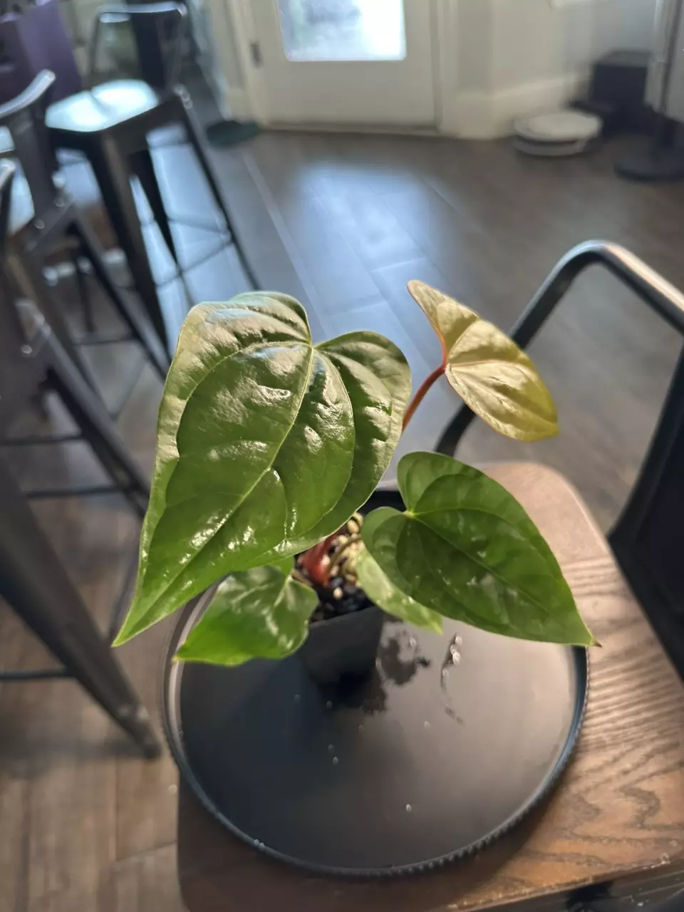 plant/Anthurium ‘Tim Anderson Mag Pap x Silver Peru #2-4