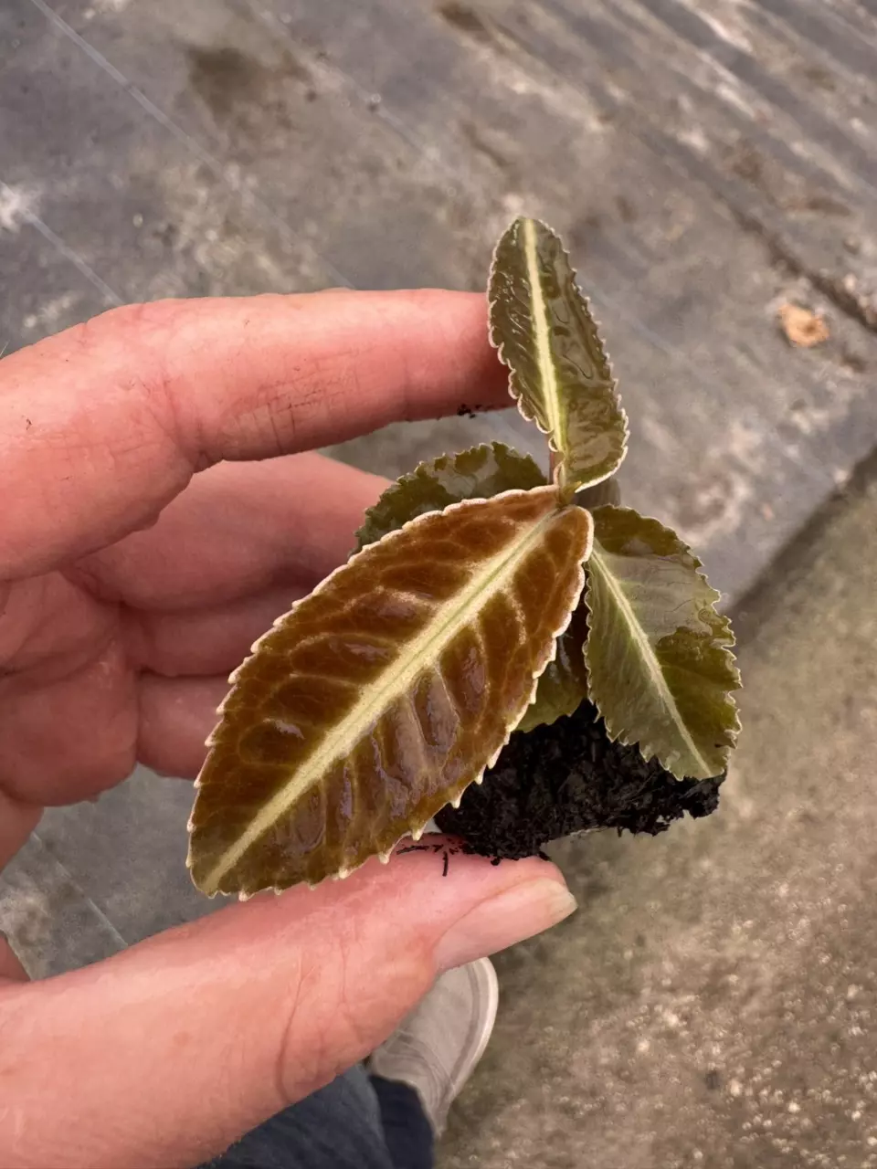 plant/Labisia .sp riau fishbone starter plant growers choice-1