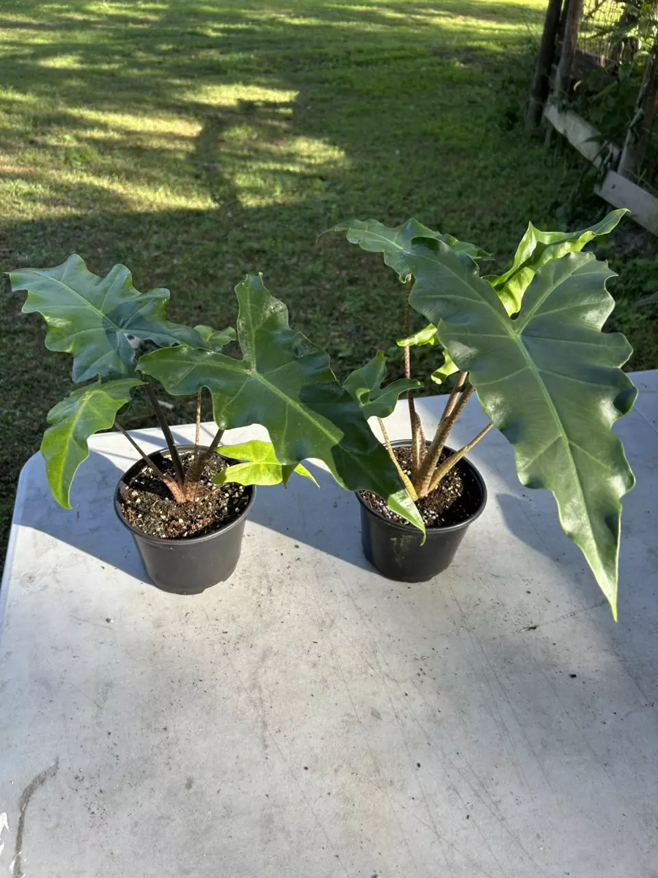 plant/Alocasia golden bone-0