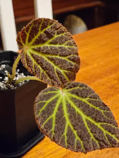 plant/Begonia chloroneura-0-thumbnail