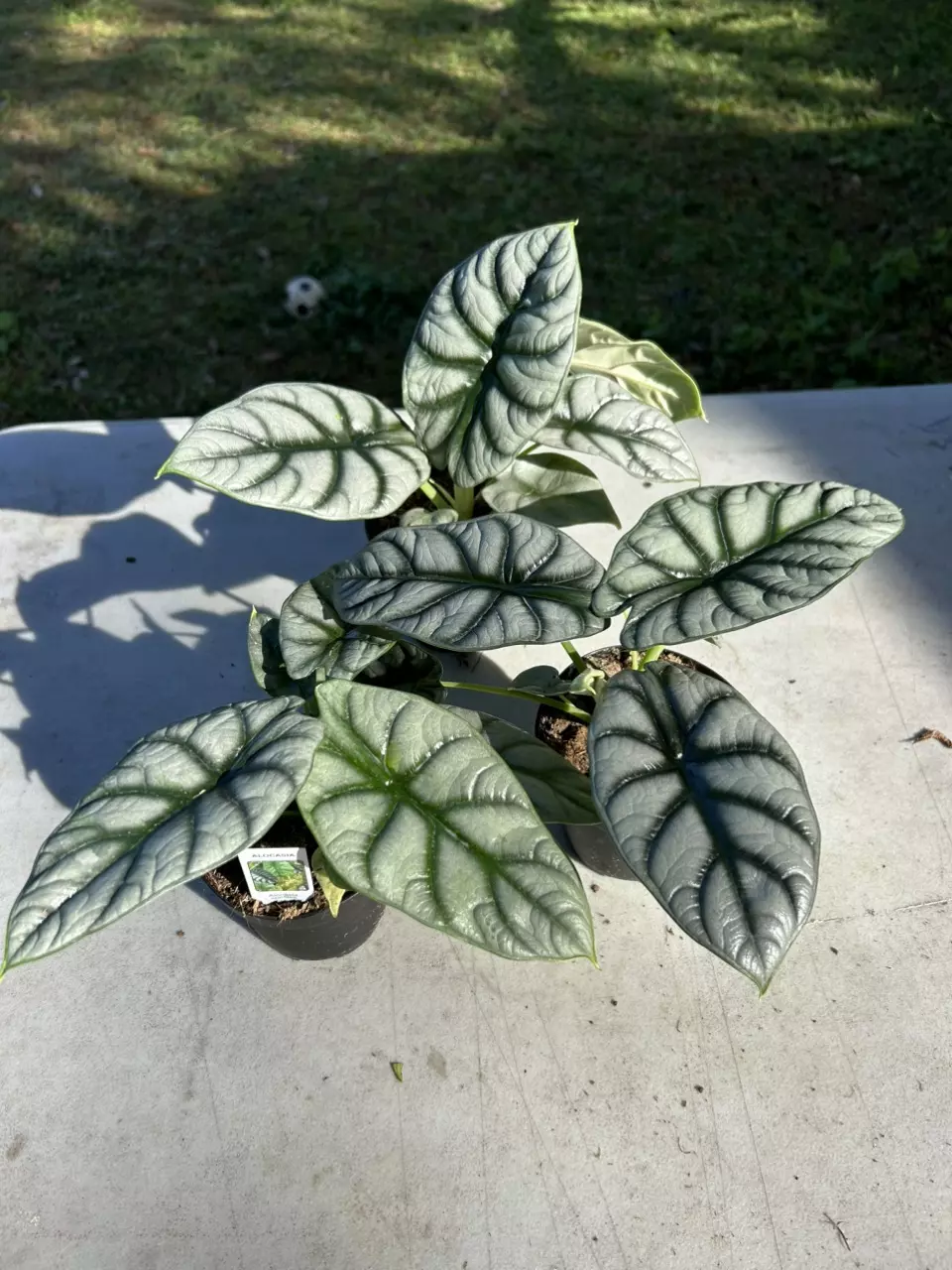 plant/Alocasia silver dragon-0