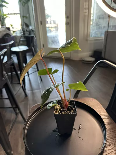 plant/Anthurium ‘Tim Anderson Mag Pap x Silver Peru #2-2-thumbnail