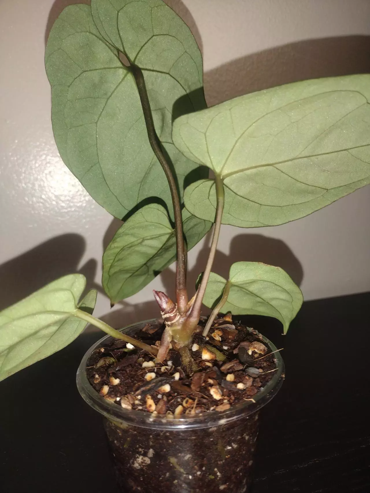 plant/Anthurium (Ace Of Spades × Dark Phoenix)-1