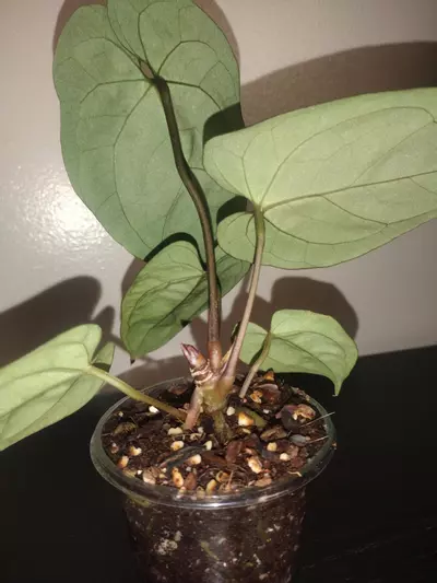 plant/Anthurium (Ace Of Spades × Dark Phoenix)-1-thumbnail