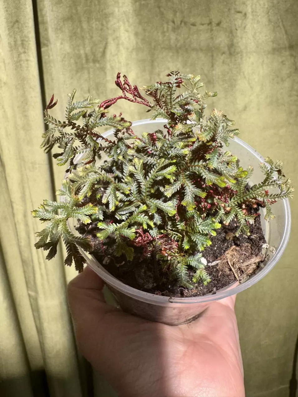 plant/Selaginella Erythropus – Ruby Spikemoss (4” pot)-0