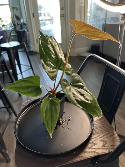 plant/Anthurium ‘Tim Anderson Mag Pap’ x Silver Peru #1-2-thumbnail