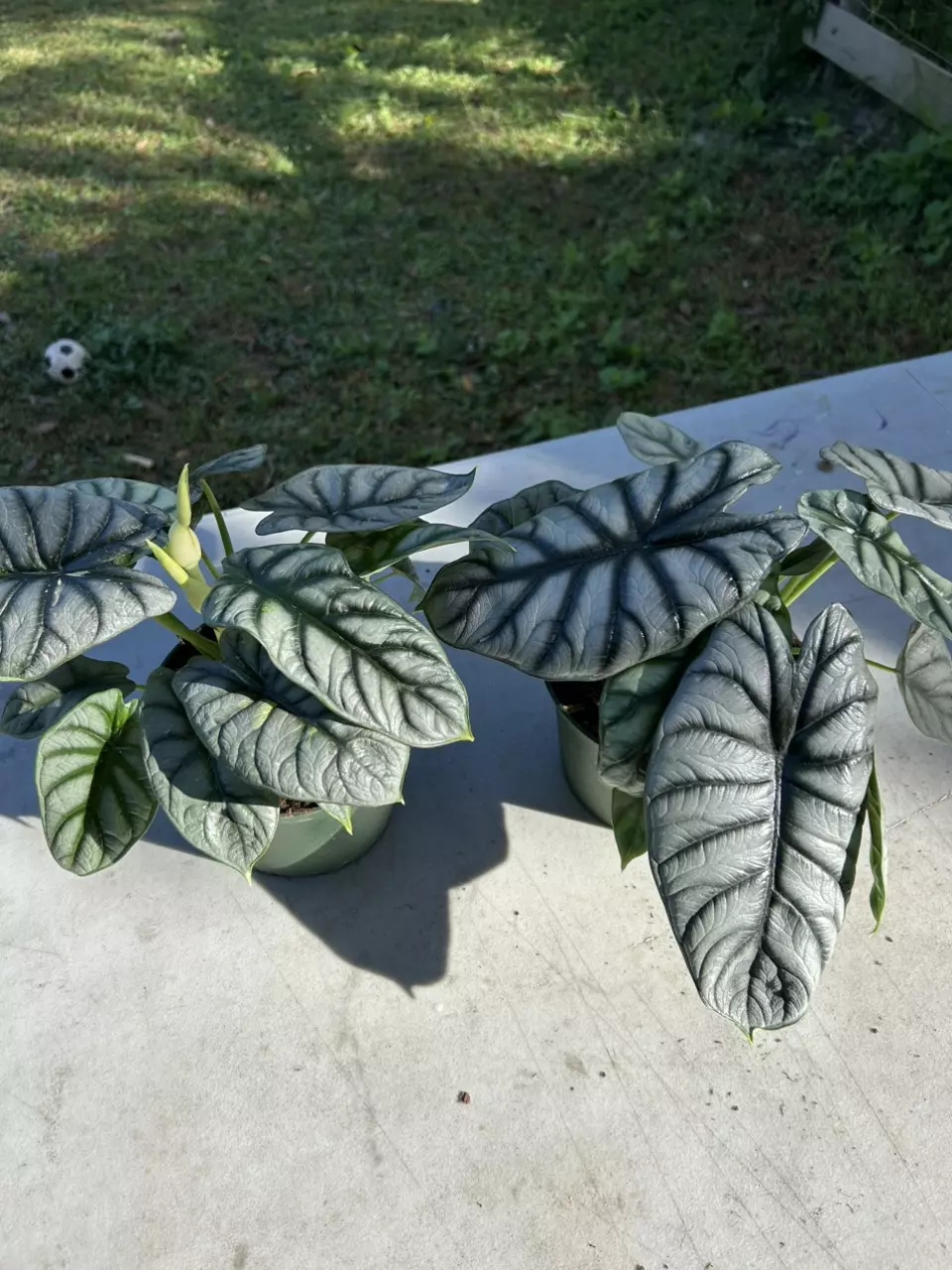 plant/Alocasia silver dragon-0