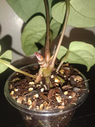 plant/Anthurium (Ace Of Spades × Dark Phoenix)-2-thumbnail