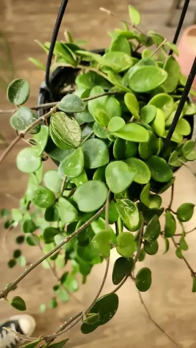 plant/Hoya Mathilde-1-thumbnail