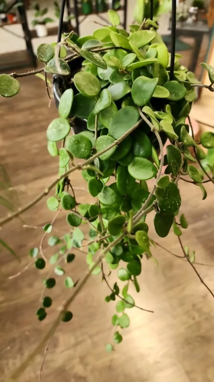 plant/Hoya Mathilde-0