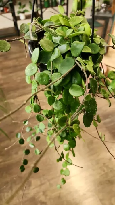 plant/Hoya Mathilde-0-thumbnail