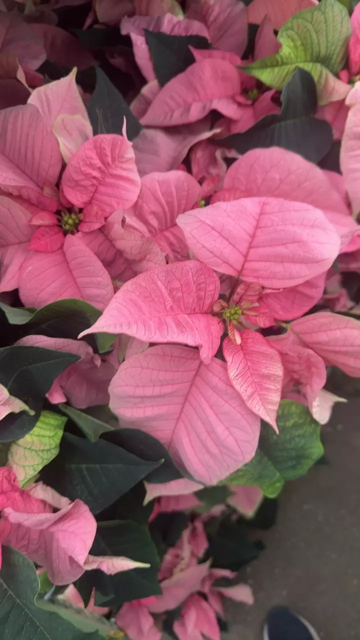plant/Poinsettia pink-0