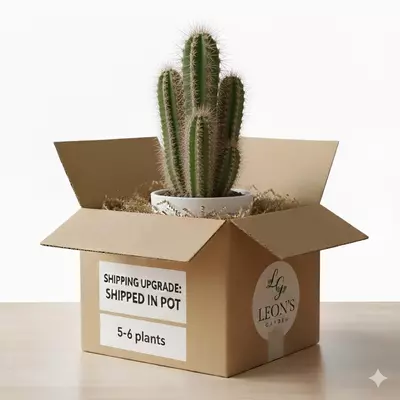plant/Upgrade for shipped in pot for 5-6 plants-0-thumbnail