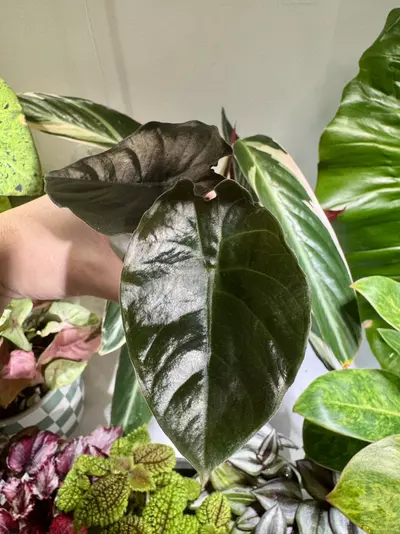 plant/Alocasia ‘Kapit’-0-thumbnail