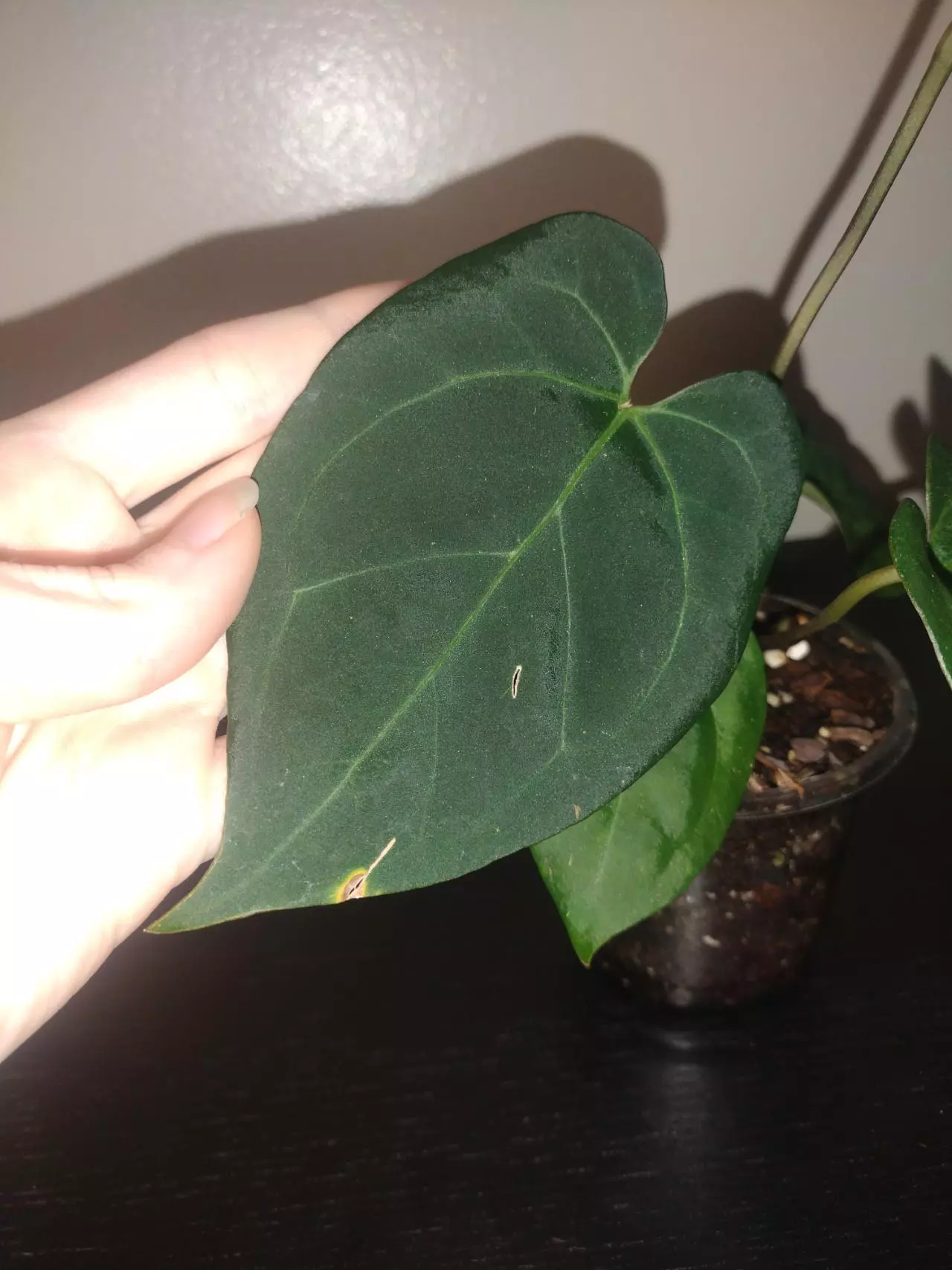 plant/Anthurium (Ace Of Spades × Dark Phoenix)-3