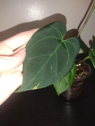 plant/Anthurium (Ace Of Spades × Dark Phoenix)-3-thumbnail