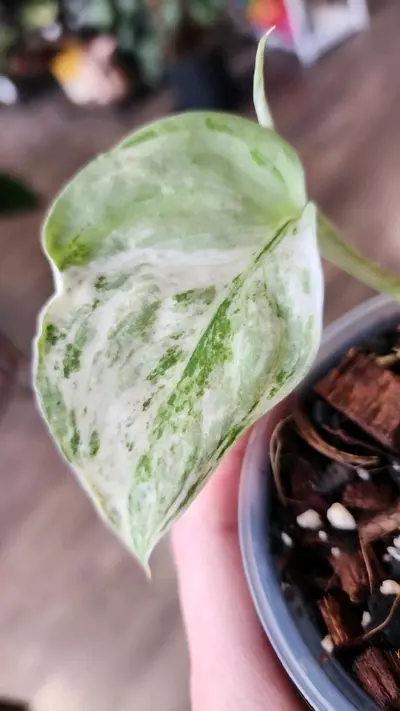 plant/Scindapsus Peasun-2-thumbnail