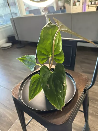 plant/Anthurium ‘Tim Anderson Mag Pap’ x Silver Peru #1-4-thumbnail