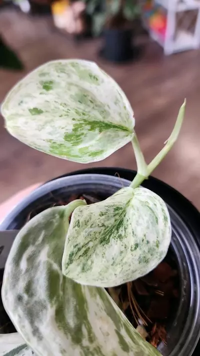 plant/Scindapsus Peasun-2-thumbnail