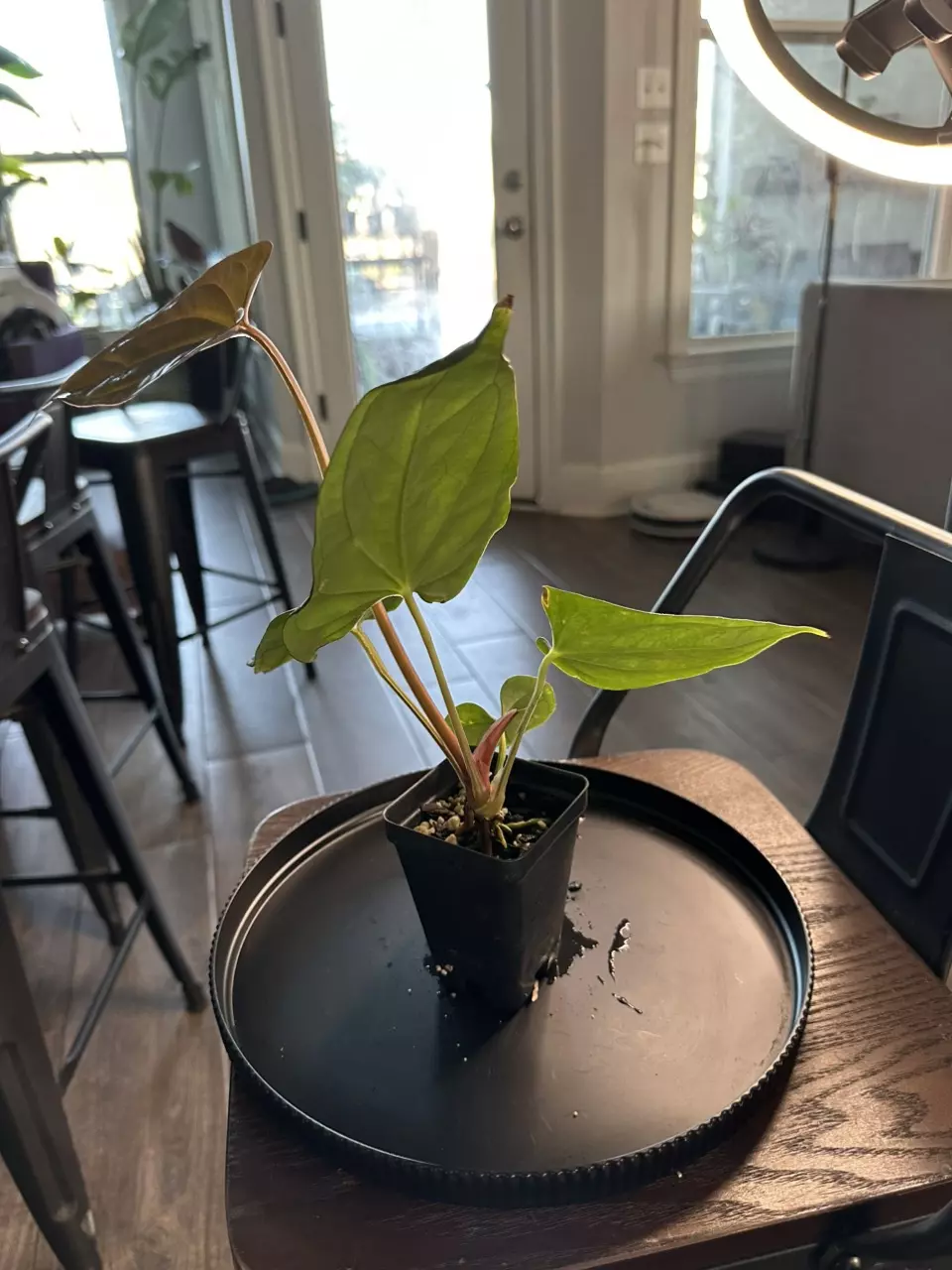 plant/Anthurium ‘Tim Anderson Mag Pap’ x Silver Peru #1-1