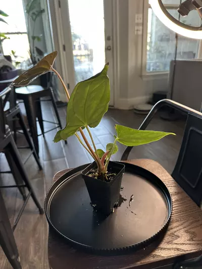 plant/Anthurium ‘Tim Anderson Mag Pap’ x Silver Peru #1-1-thumbnail