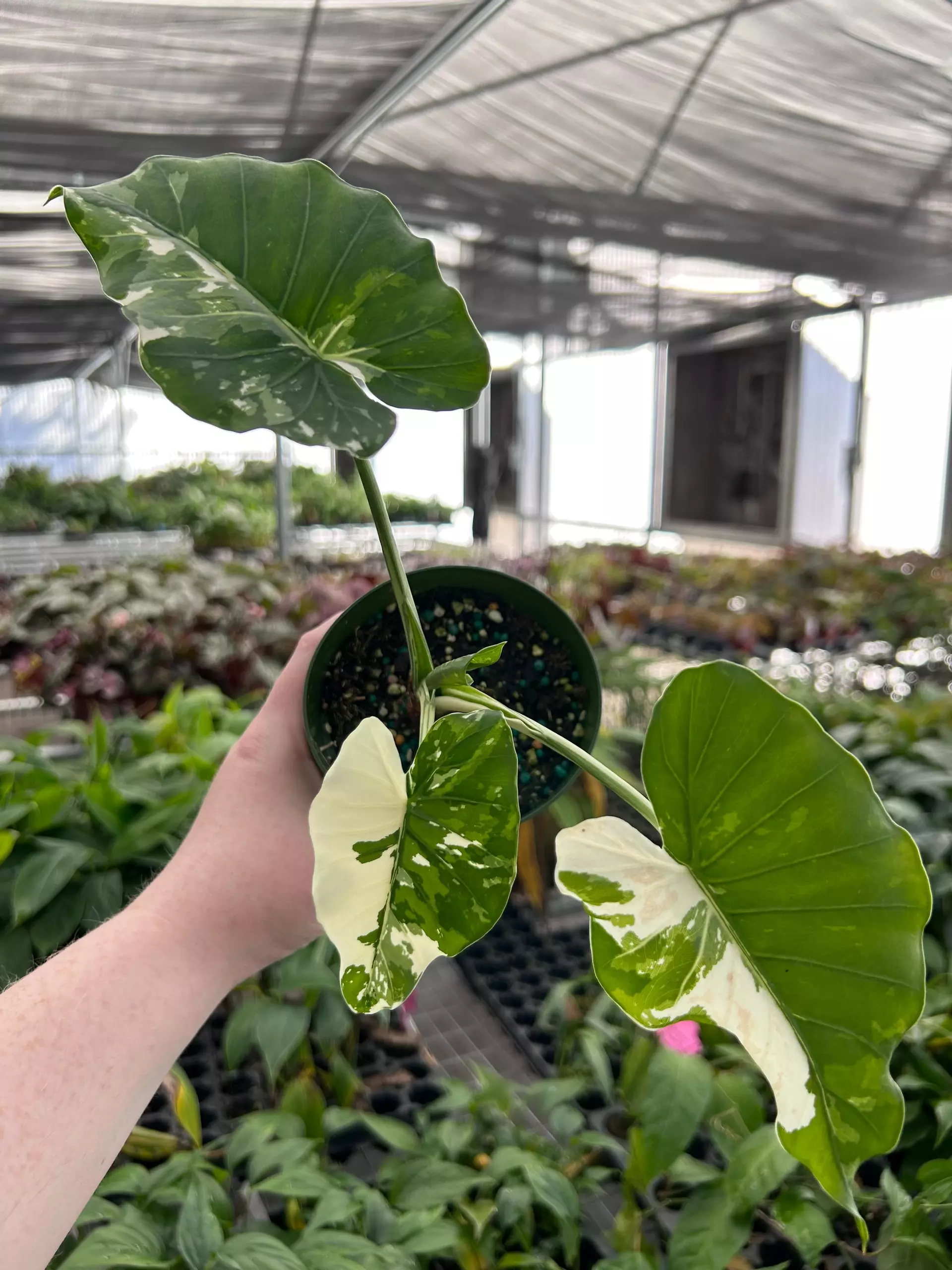 plant/Alocasia Okinawa Silver 4" Pot Growers Choice PP8-0