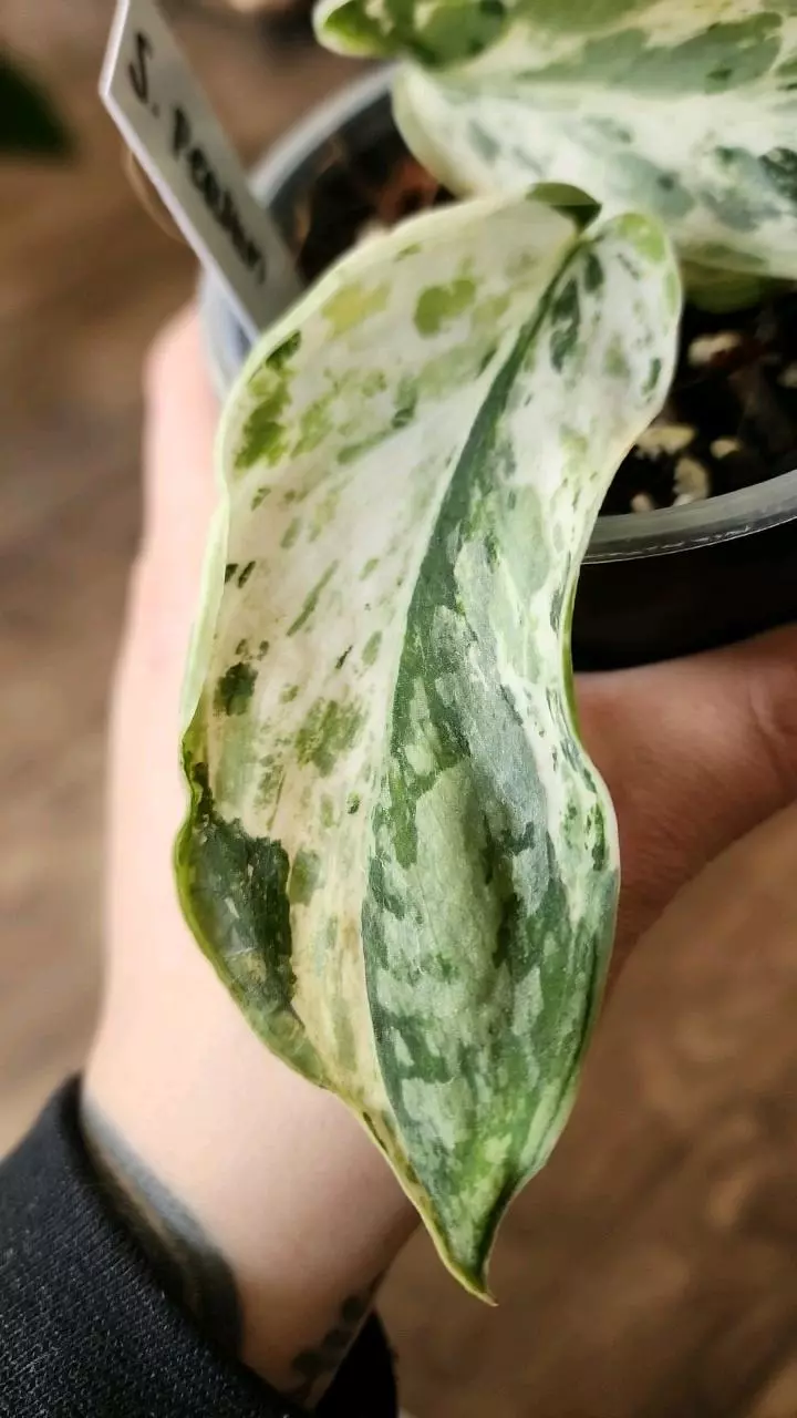 plant/Scindapsus Peasun-3