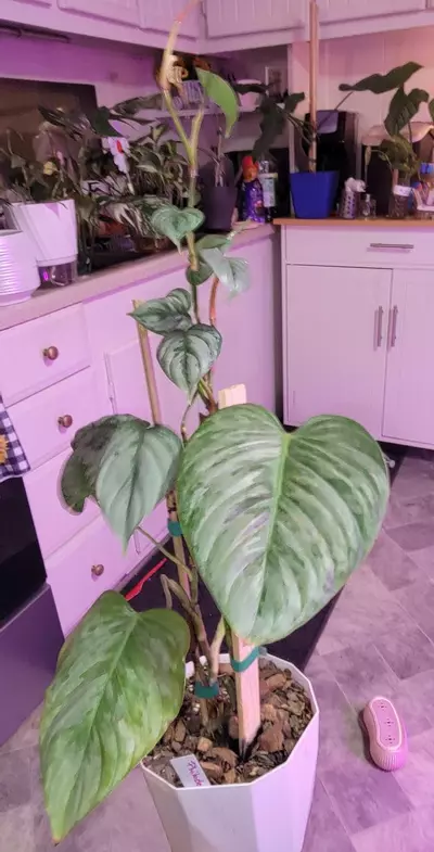 plant/🎁Philodendron sodiroi w/self watering pot-0-thumbnail