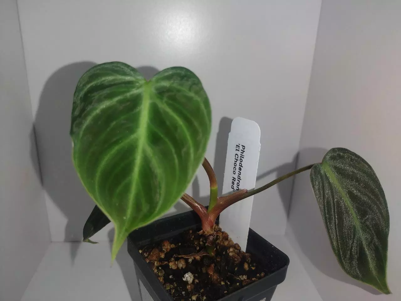 plant/Philodendron El Choco Red-0