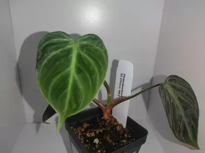 plant/Philodendron El Choco Red-0-thumbnail