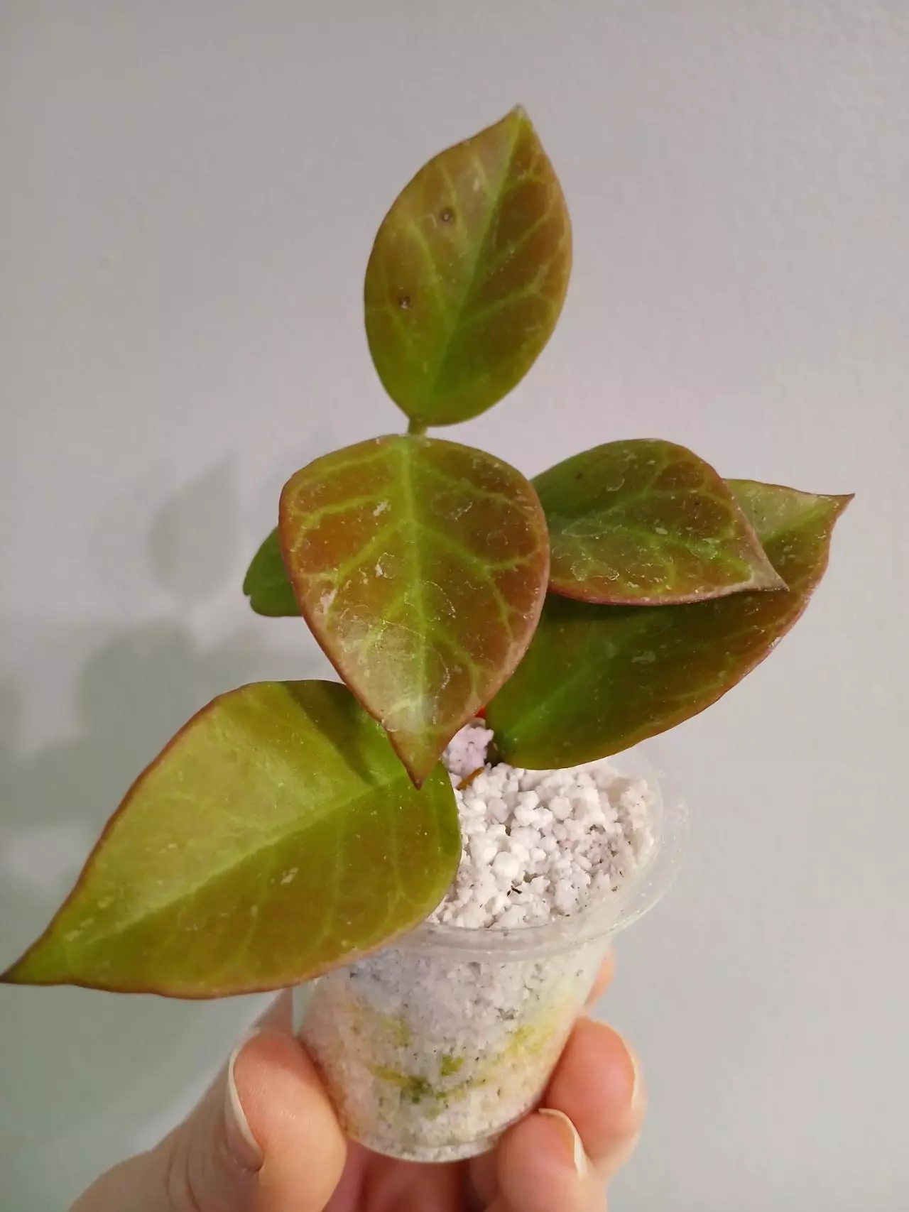 plant/Hoya Sunrise Cutting-3