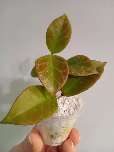 plant/Hoya Sunrise Cutting-3-thumbnail