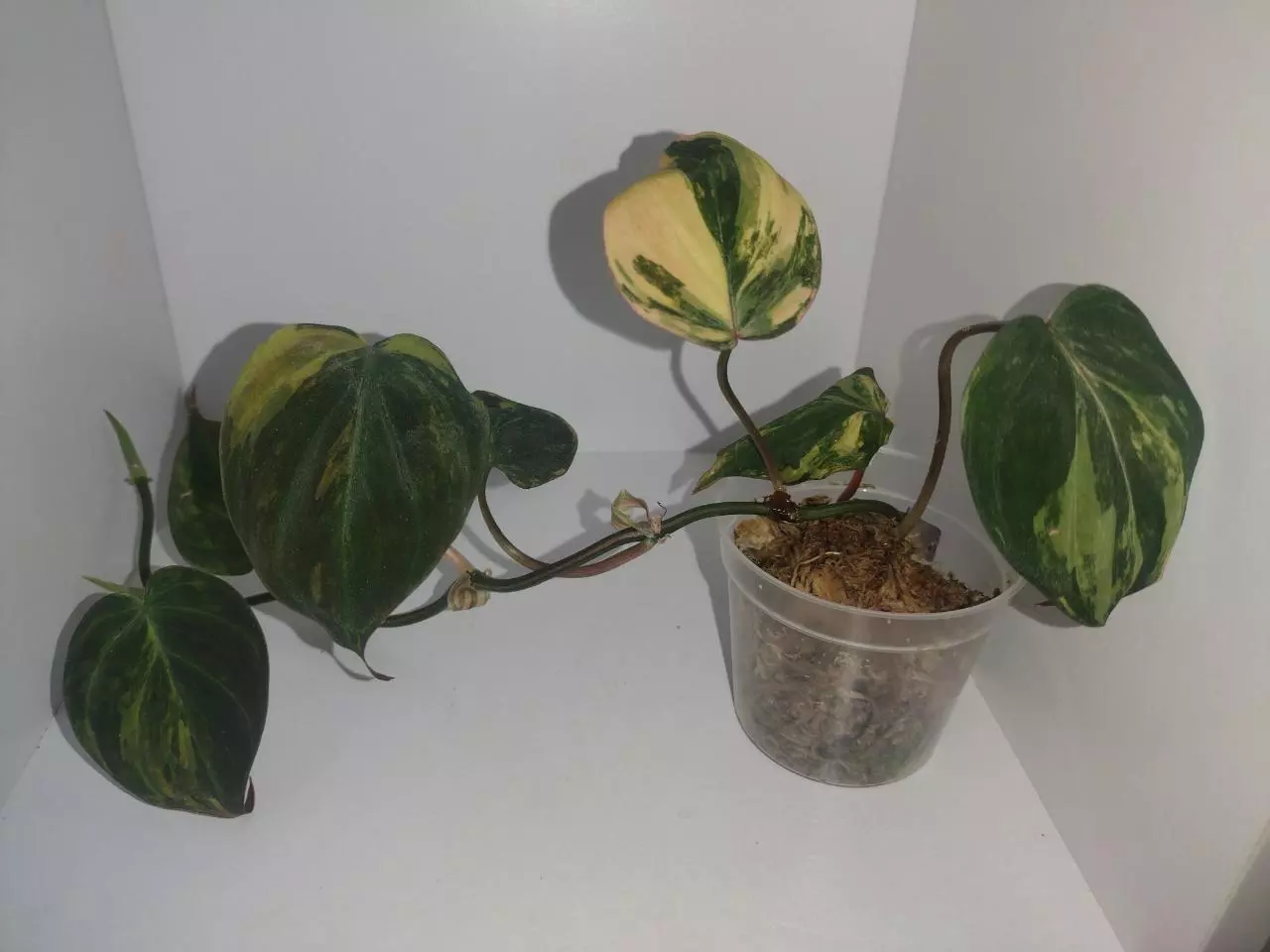 plant/Philodendron Variegated Mican-0