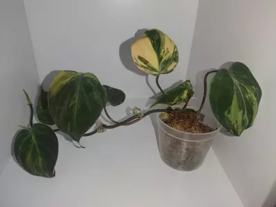plant/Philodendron Variegated Mican-0-thumbnail