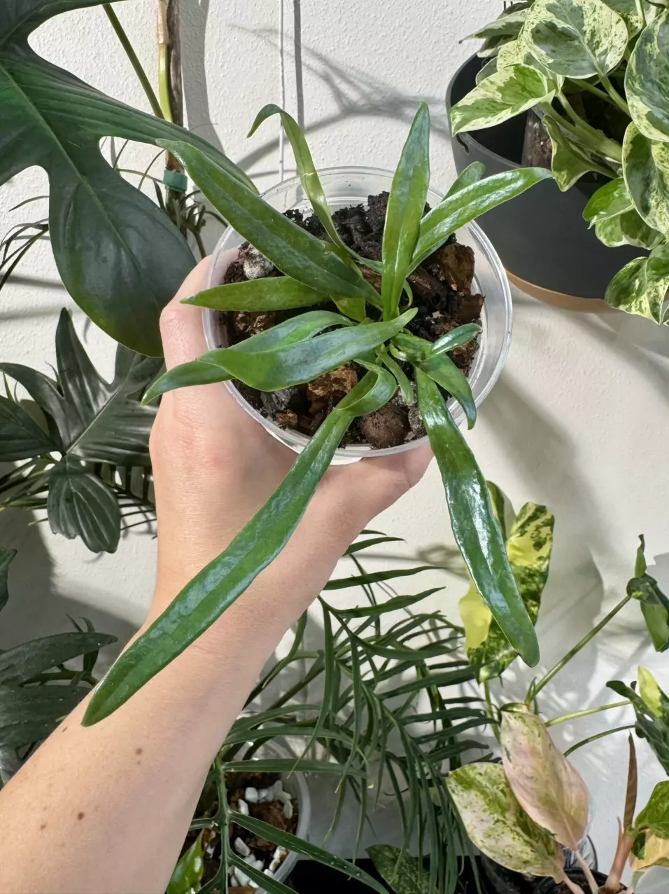 plant/Blue Oil Fern-1