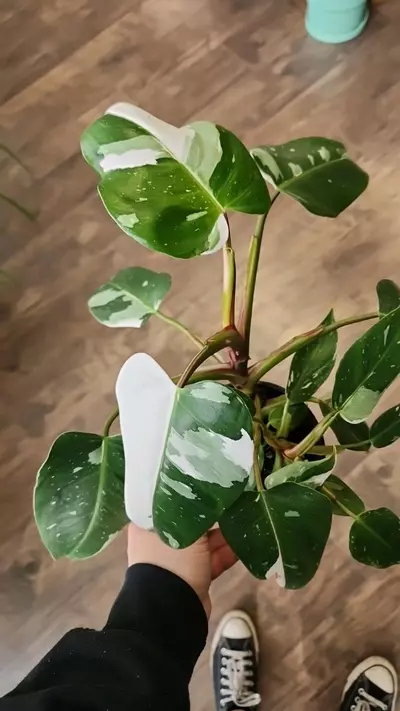 plant/Philodendron White Princess-0-thumbnail